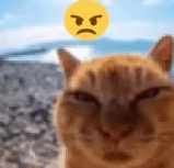 a rather angry looking cat